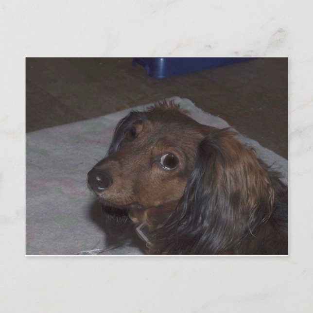 Carte postale Long-Haired Dachshund (Devant)