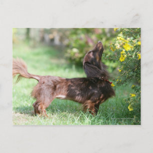 Carte Postale Long-haired Miniature Dachshund 1