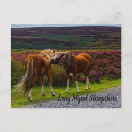 Carte postale Long Mynd Wild Ponies
