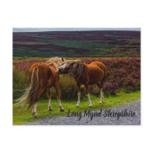 Carte postale Long Mynd Wild Ponies
