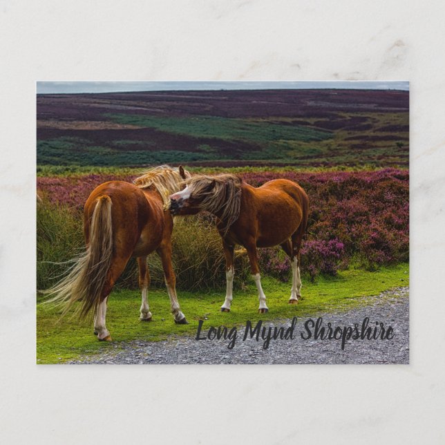 Carte postale Long Mynd Wild Ponies (Devant)