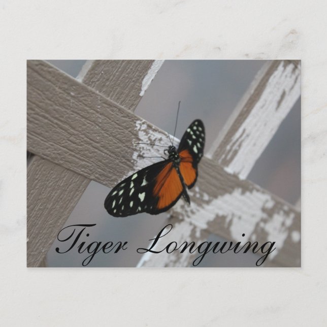 Carte Postale Longeur de tigre de papillon no 1 (Devant)