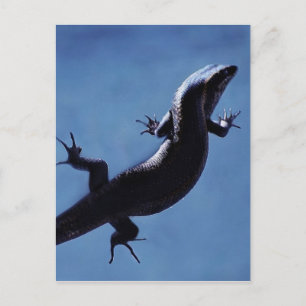 Carte Postale Longévité