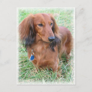 Carte postale LonghEI Dachshund