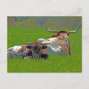 Carte Postale Longhorn