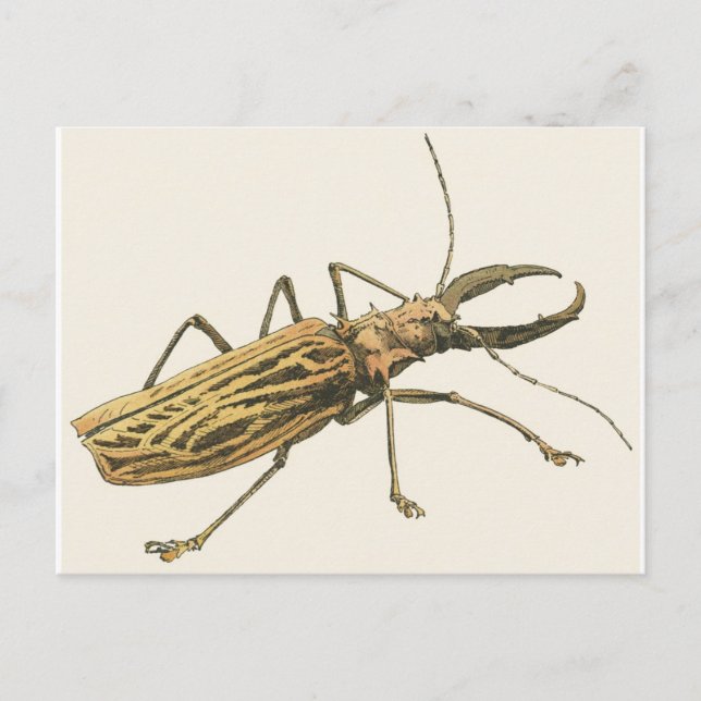 Carte Postale Longhorn Beetle (Devant)