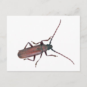 Carte Postale Longhorn Beetle Coordonner les éléments