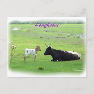Carte postale Longhorn calf cow