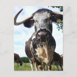 Carte postale Longhorn Cattle Cow
