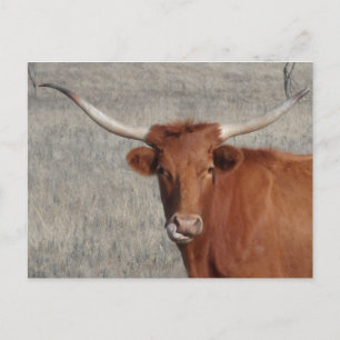 Carte Postale Longhorn Vache Licking Nose