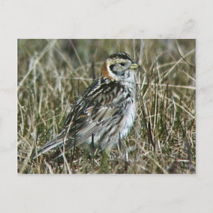 Carte Postale Longspur de laine