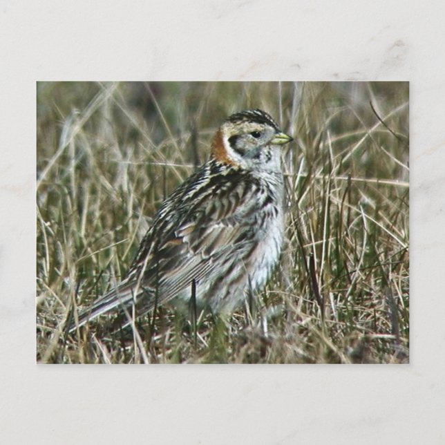 Carte Postale Longspur de laine (Devant)