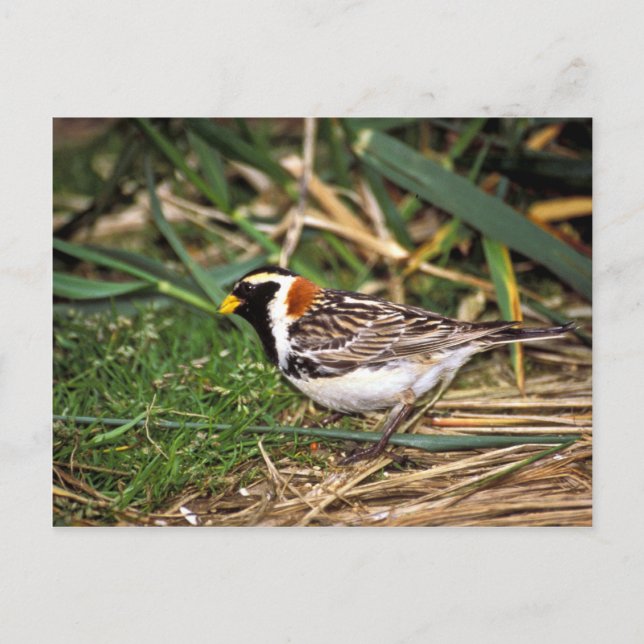 Carte Postale Longspur de laine (Devant)