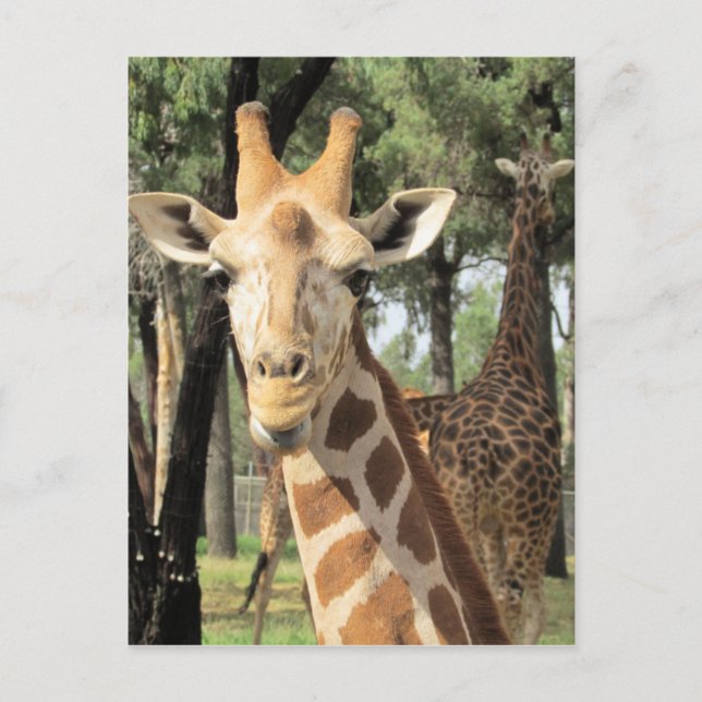 Carte Postale look girafe (Devant)