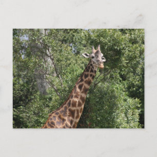 Carte Postale look girafe
