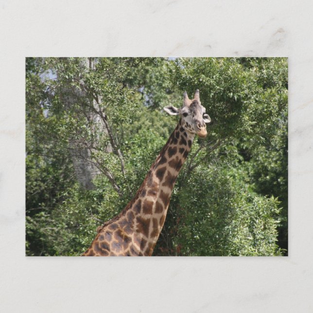 Carte Postale look girafe (Devant)
