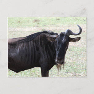 Carte Postale look solo de wildebeest