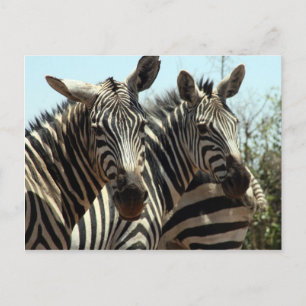 Carte Postale look zèbre
