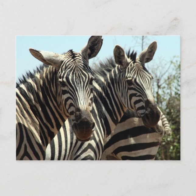 Carte Postale look zèbre (Devant)