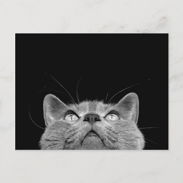 Carte Postale Looking up - Postcard (Devant)