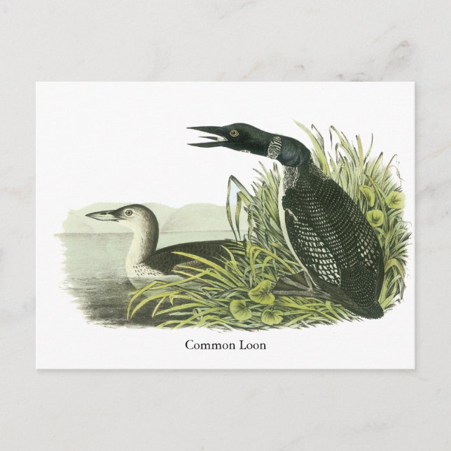 Carte Postale Loon commun, John Audubon (Devant)