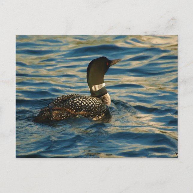 Carte Postale Loon du Nord (Devant)