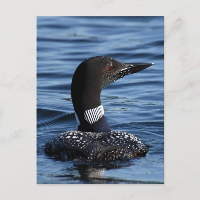 Carte Postale Loon du Nord 3 (Devant)