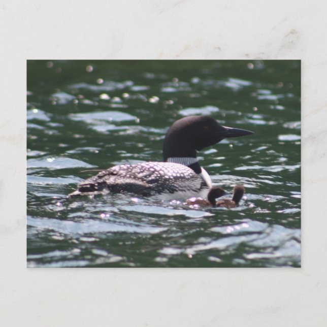 Carte Postale Loon et deux bébés (Devant)