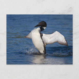 Carte Postale Loon IV