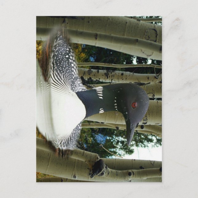 Carte Postale Loon sauvage (Devant)