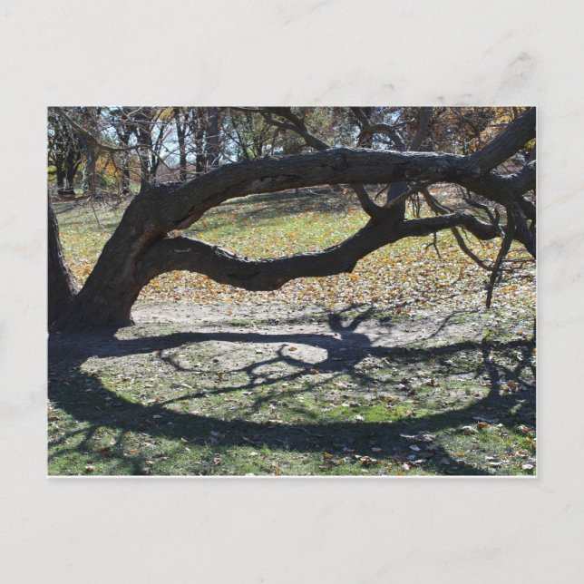 Carte Postale Loose Memorial Park # 36 (Devant)