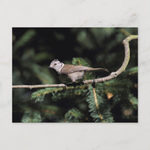 Carte Postale Lophophane cristatus