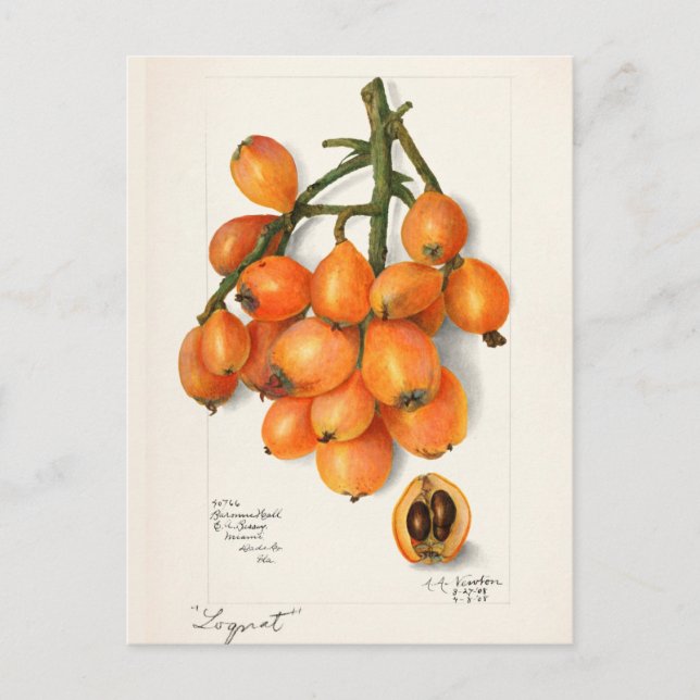 Carte Postale Loquats (Eriobotrya Japon Peinture de fruits (Devant)