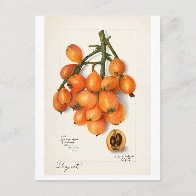 Carte Postale "LOQUATS" vintages AMANDA ALMIRA NEWTON (Devant)