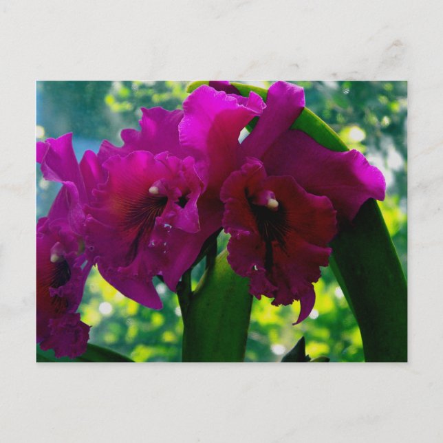 Carte Postale L'orchidée (Devant)