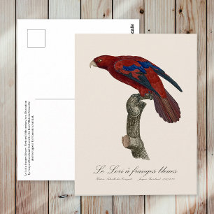 Carte Postale Lori à queue brune, Trichoglossus borneus
