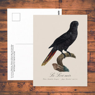 Carte Postale Lori noir ou Lori à bec rouge, Chalcopsitta atra