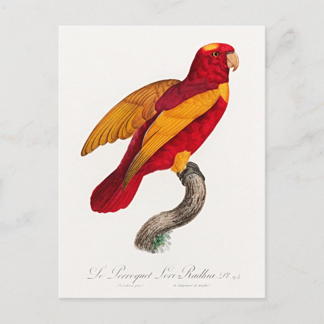 Carte Postale Lori rouge et or, (Devant)
