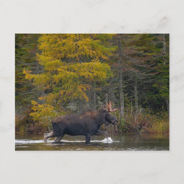 Carte Postale L'orignal du lac (Devant)