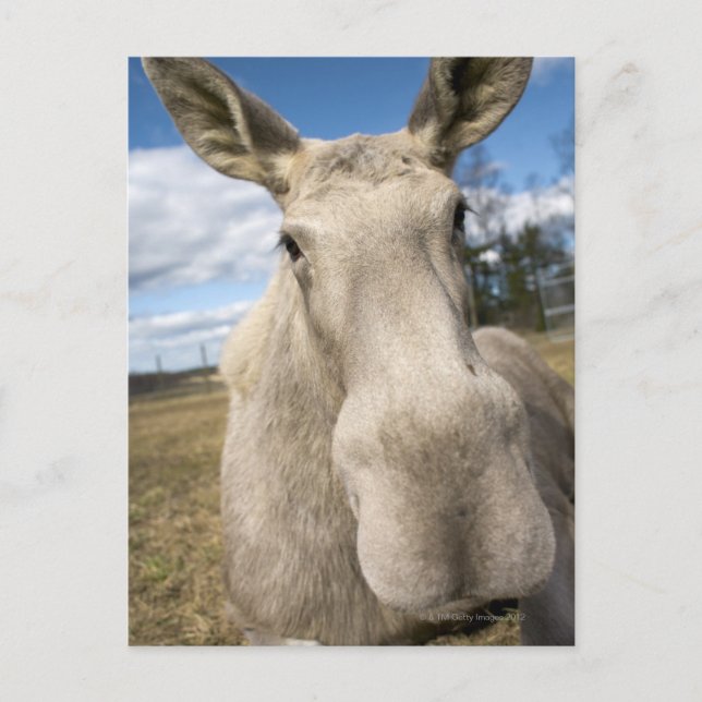 Carte Postale L'orignal sur un champ, Suède. (Devant)