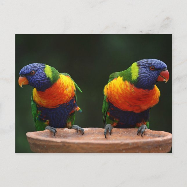 Carte Postale Lorikeet (Devant)