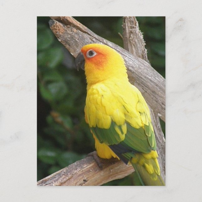 Carte postale Lorikeet (Devant)