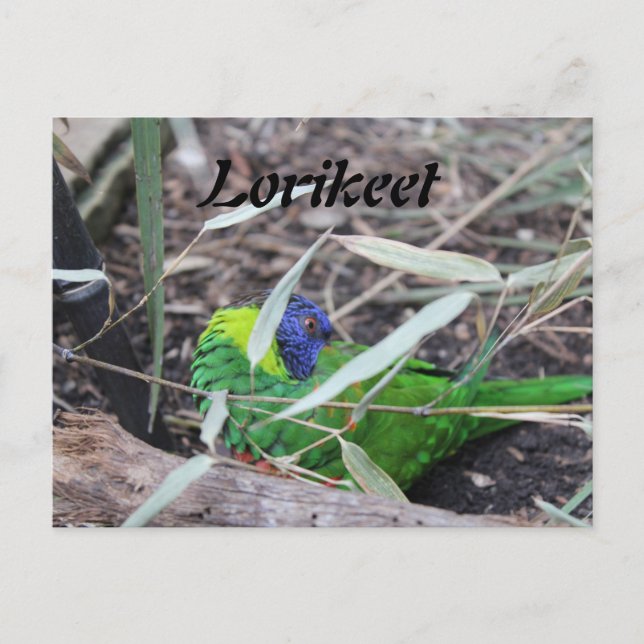 Carte Postale Lorikeet (Devant)