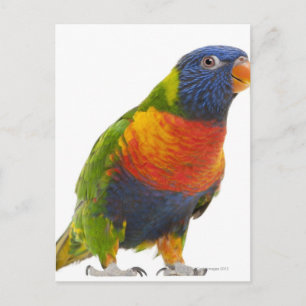 Carte Postale Lorikeet arc-en-ciel féminin - Trichoglossus