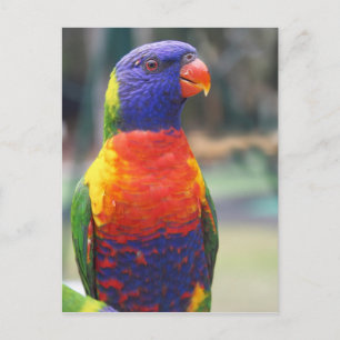 Carte Postale Lorikeet arc-en-ciel (Trichoglossus haematodus 2)