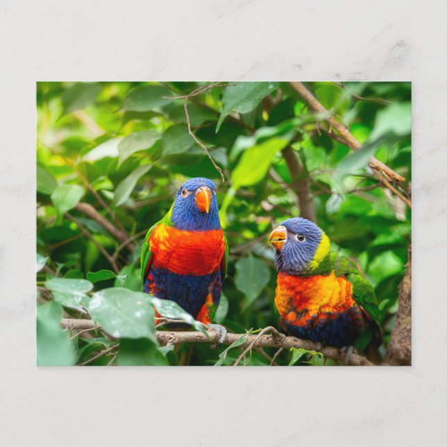 Carte Postale Lorikeet parrot (Devant)