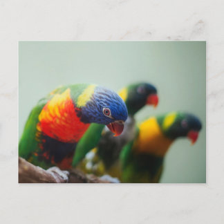 Carte Postale Lorikeet Parrots