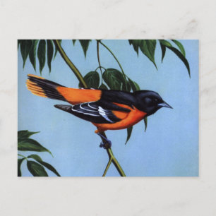 Carte Postale L'Oriole de Baltimore de Weber