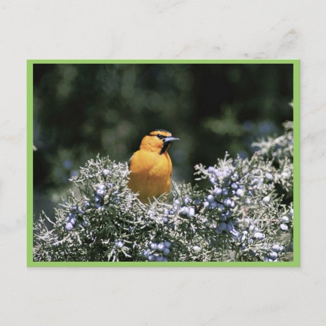 Carte Postale L'oriole de Bullock (Devant)