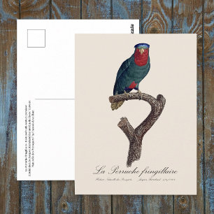 Carte Postale Loriquet à couronne bleue, Vini Australis